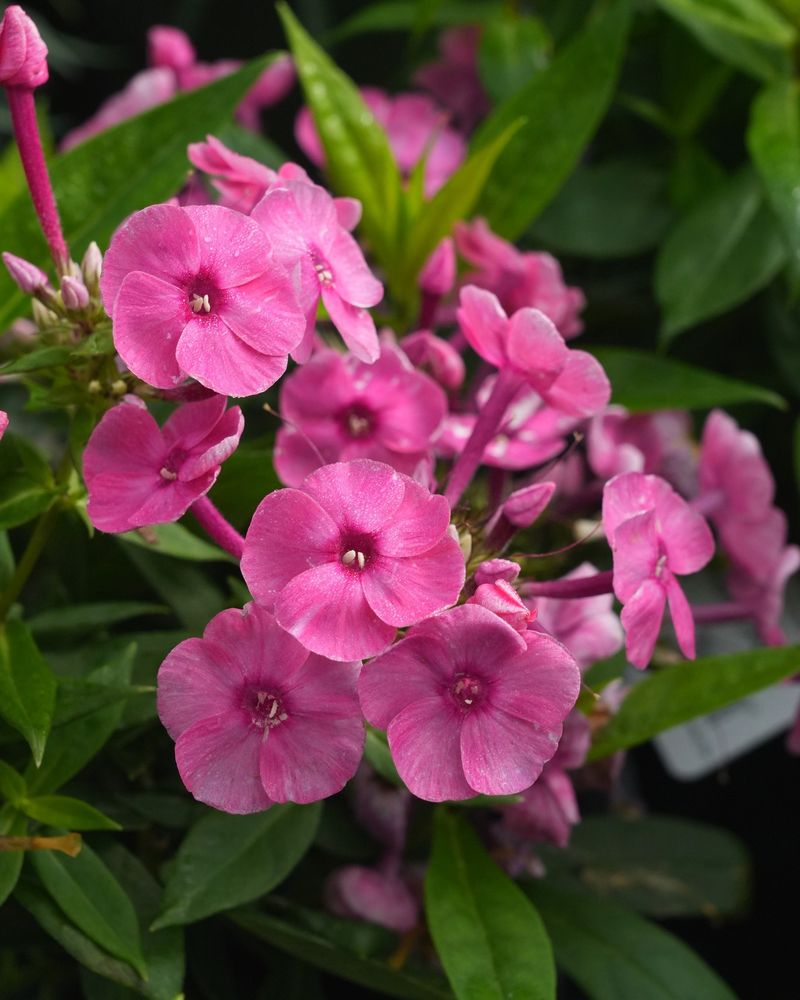 Phlox Paniculata