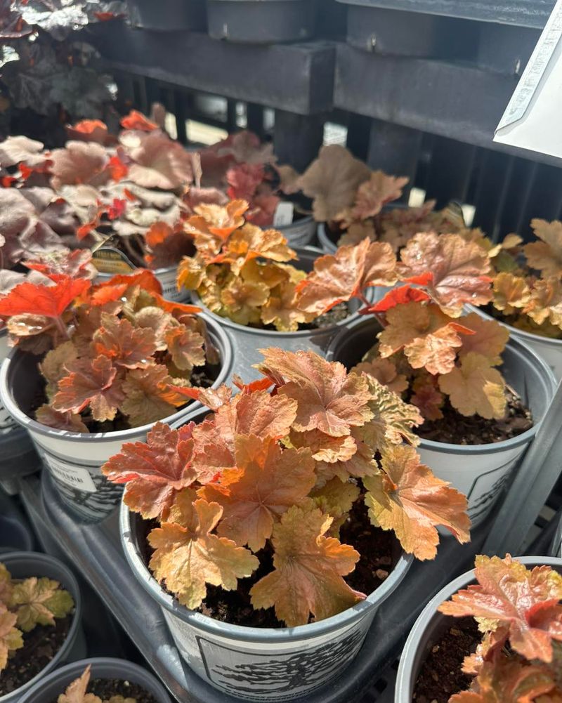 Heuchera