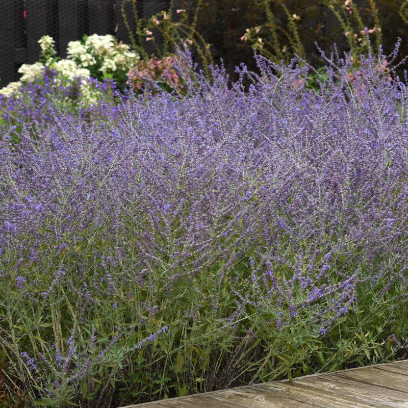 Russian Sage Provides Reliable Structure
