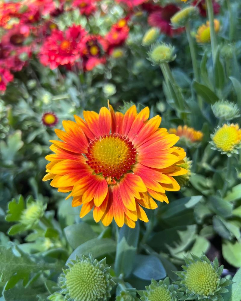 Blanket Flower's Sunshine Devotion