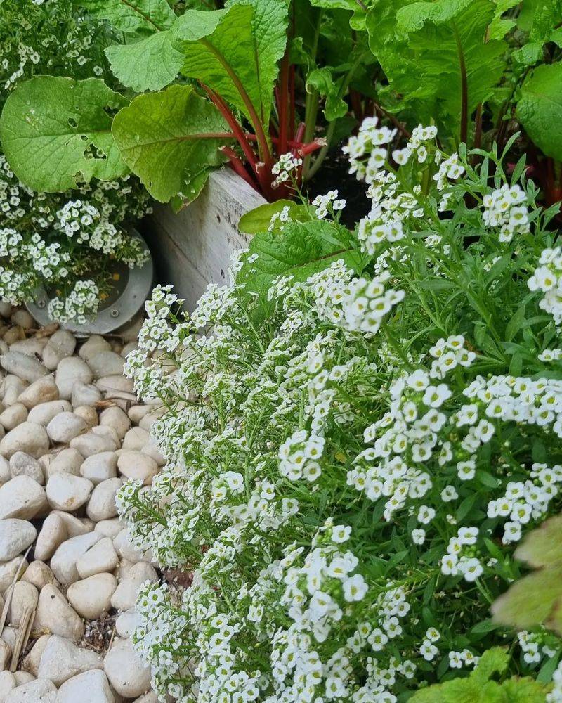 Sweet Alyssum