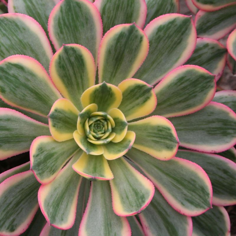 Aeonium 'Sunburst'