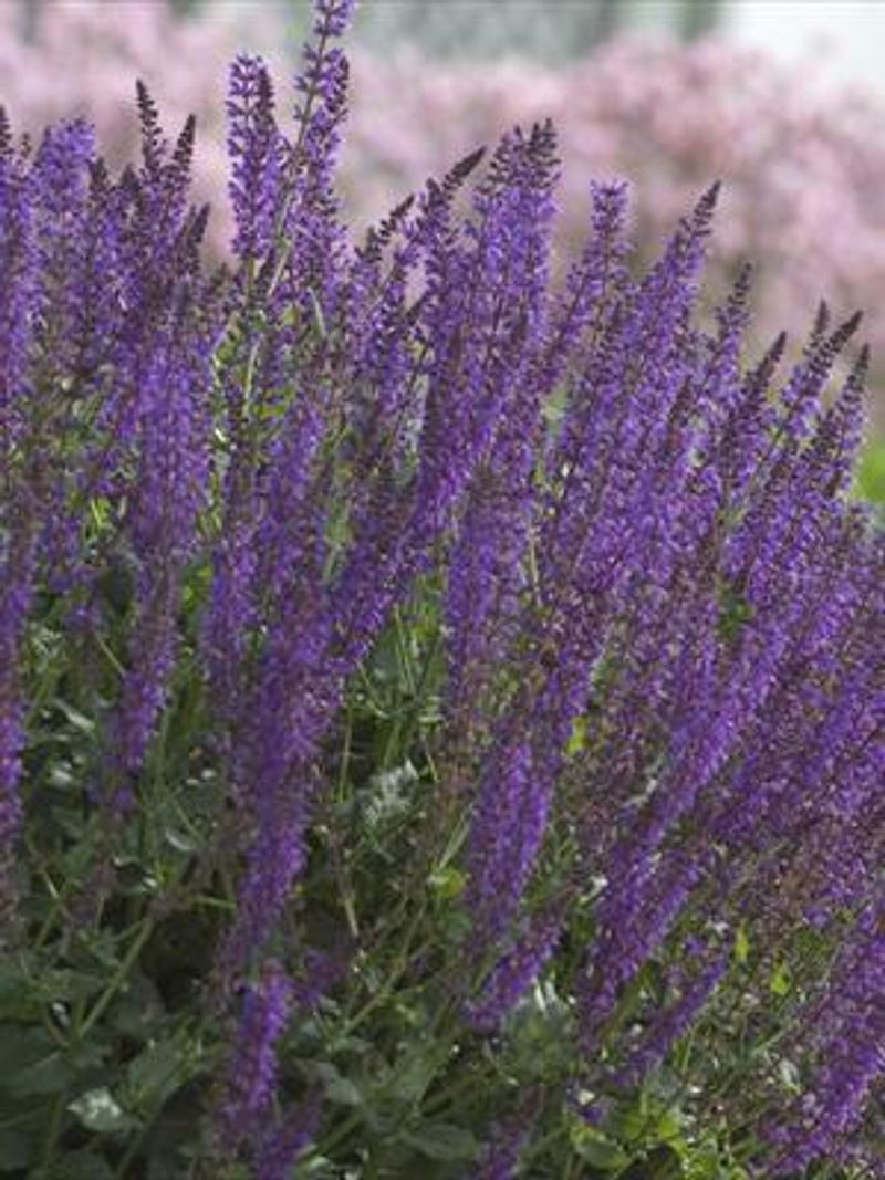 Salvia