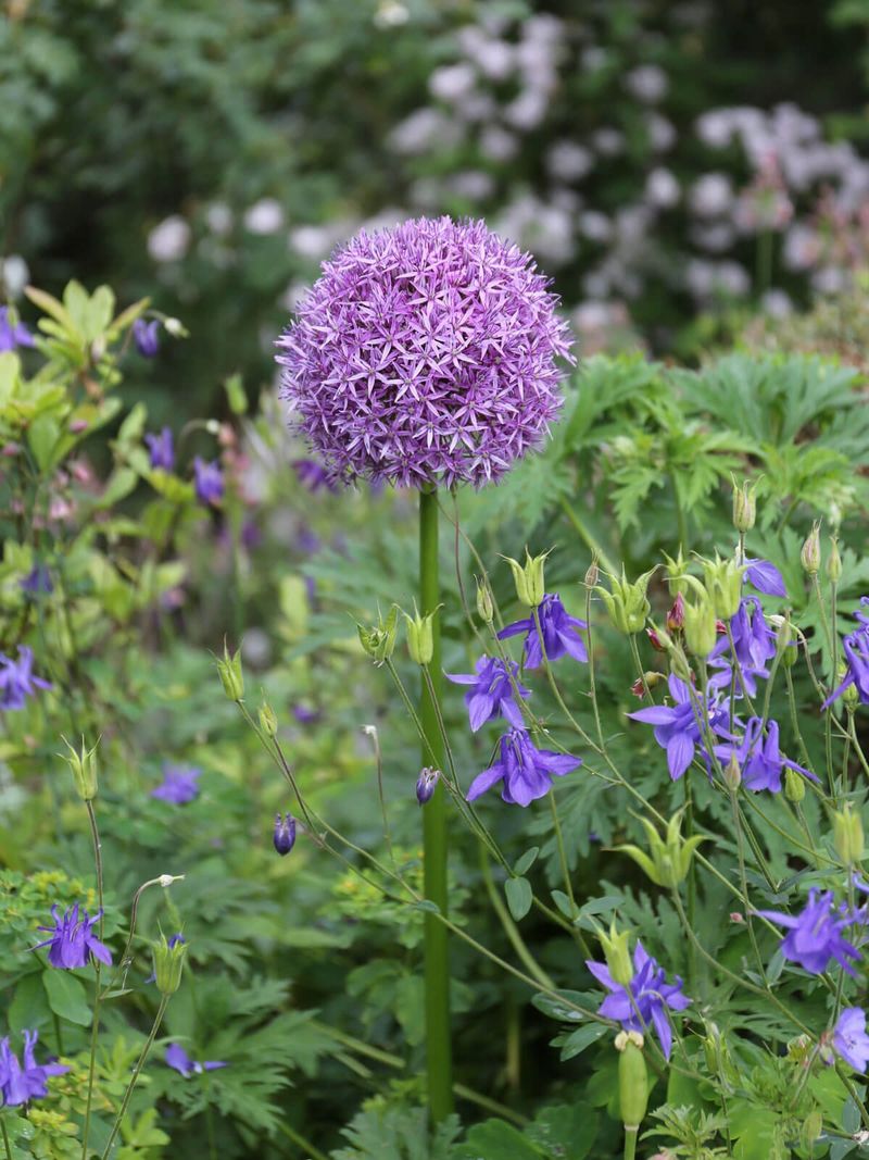 Allium