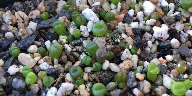 Lithops (Living Stones)