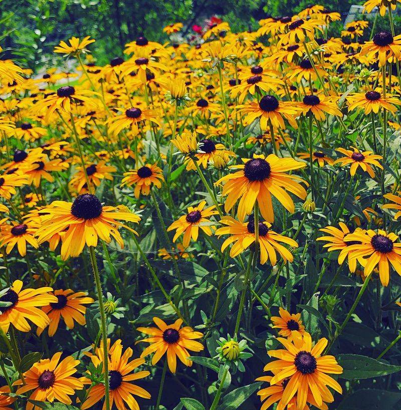 Black-Eyed Susan