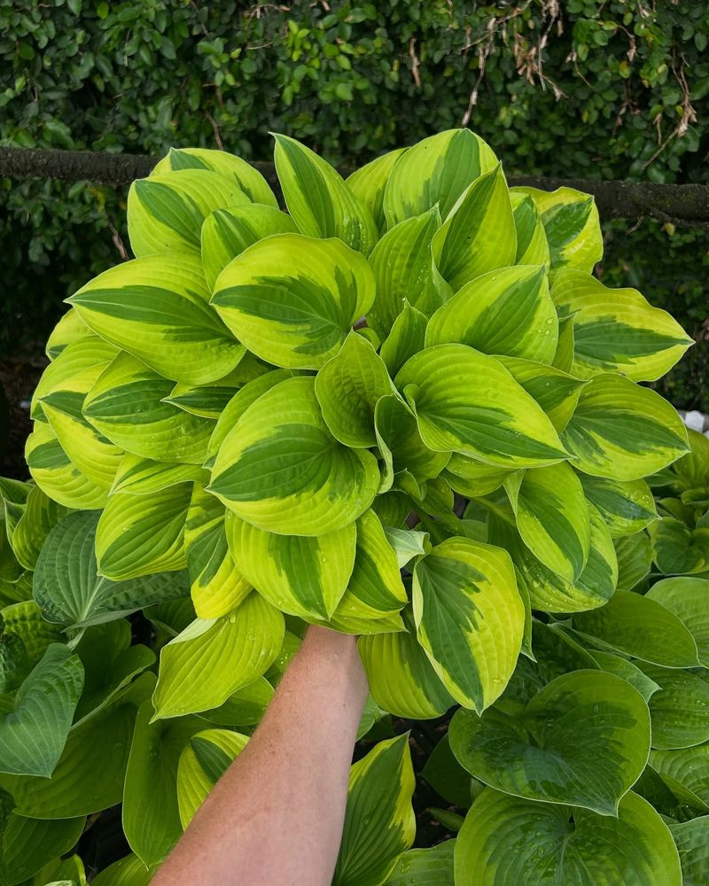 Hostas