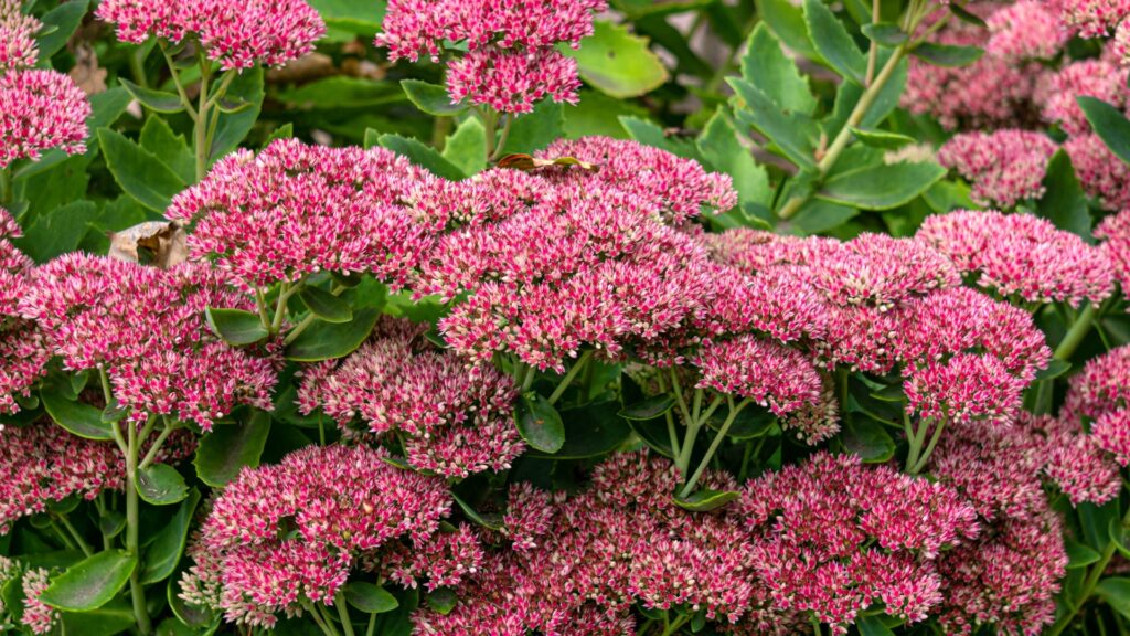 sedum plant in full bloom