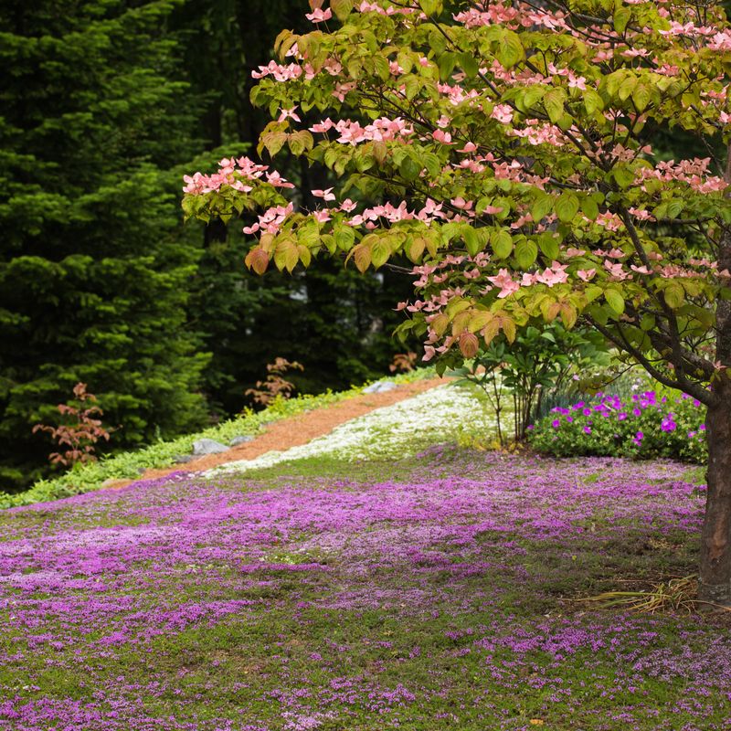 Creeping Thyme's Sunlight Demands Doom It Under Trees