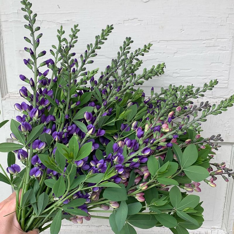 Baptisia (False Indigo) - Elegant Spires