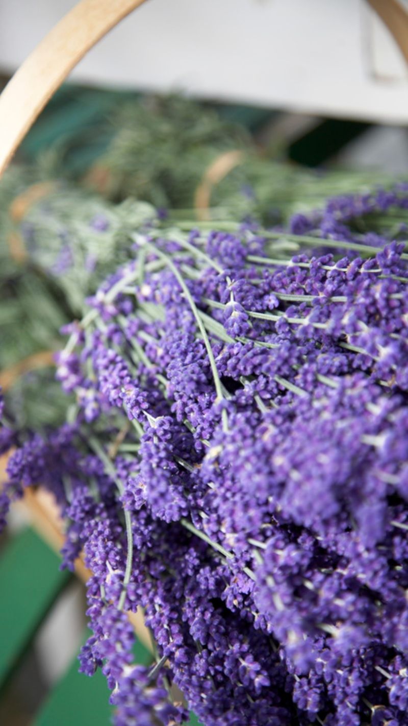 Lavender