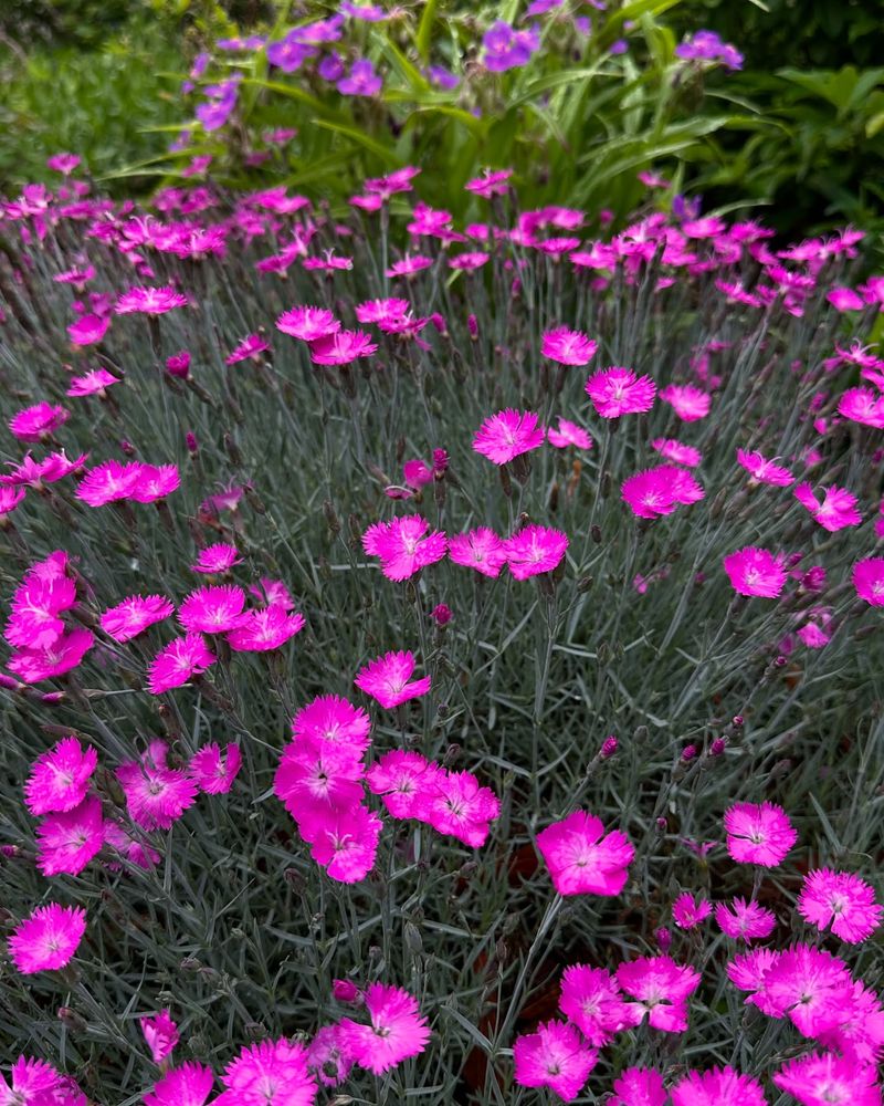 Dianthus (Pinks)