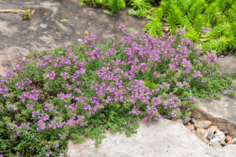 Creeping Thyme