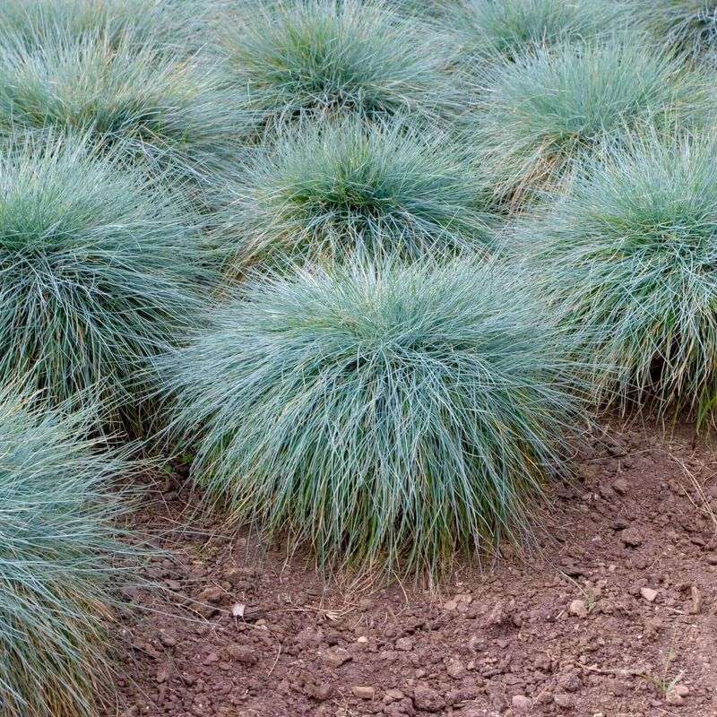 Blue Fescue Grass