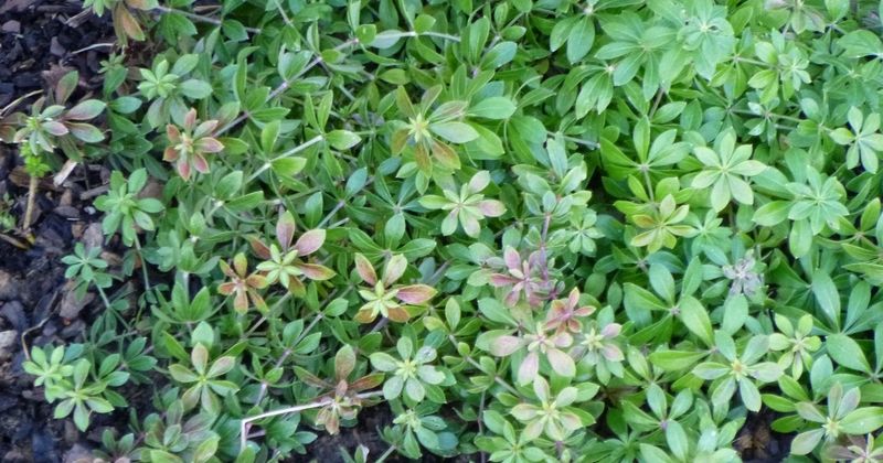 Sweet Woodruff