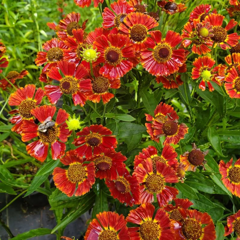 Helenium: Sneezeweed for Happy Pollinators