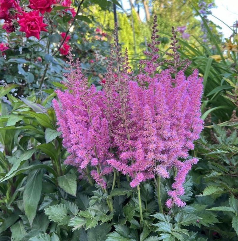 Astilbe: Feathery Plumes for Shade