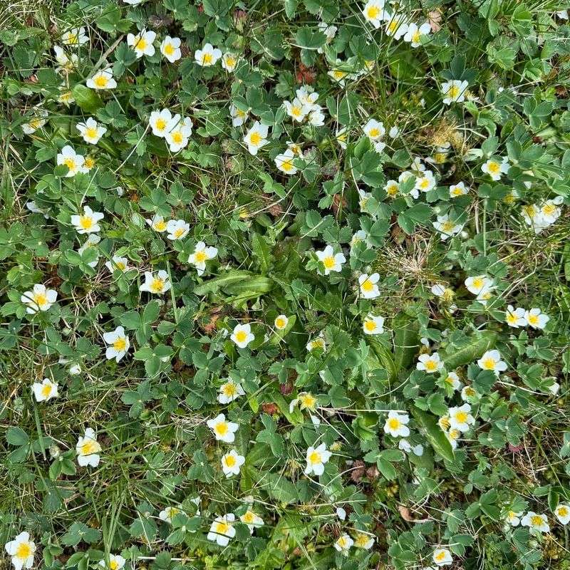 Wild Strawberry: Edible Ground Cover