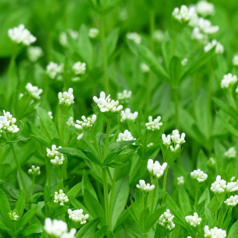 Sweet Woodruff: The Shade Garden Savior