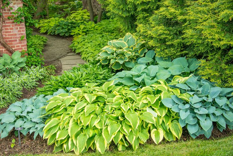 Hosta: Shade Garden Superstar
