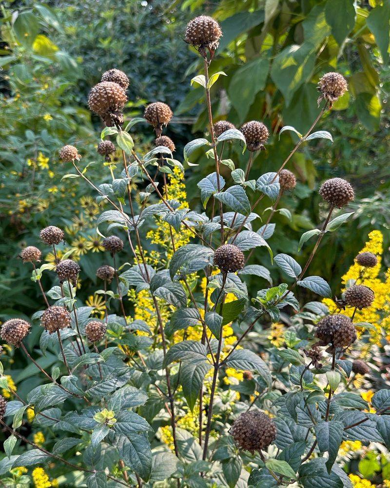 Seed Collection