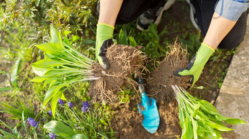 Root Rot Prevention