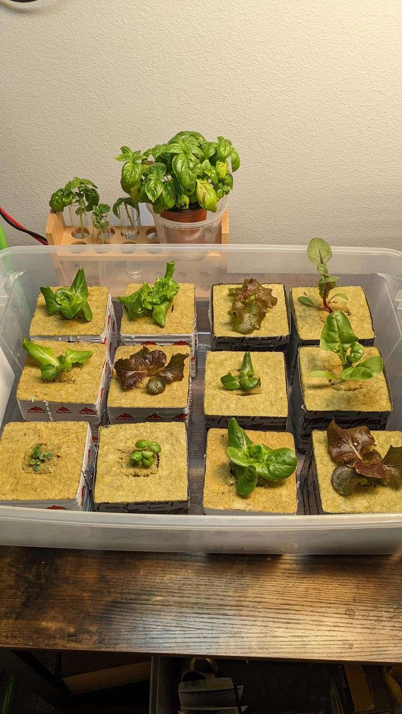 Germination Methods