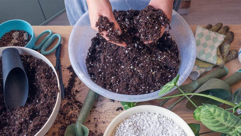 Use Premium Potting Mix