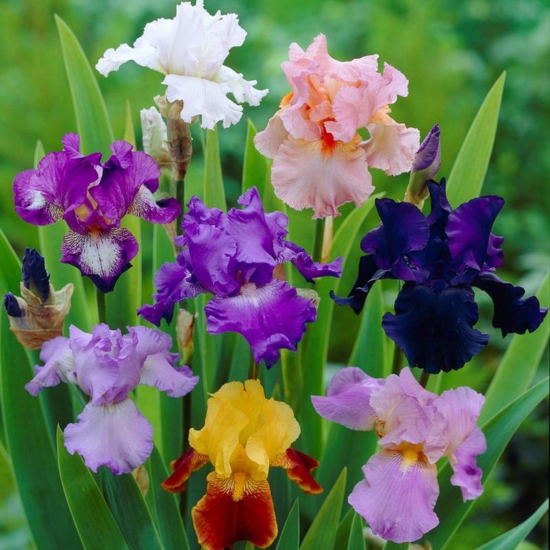 Extend Bloom Season With Variety