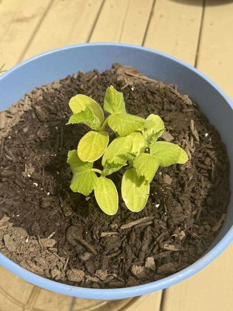 Use Premium Potting Mix