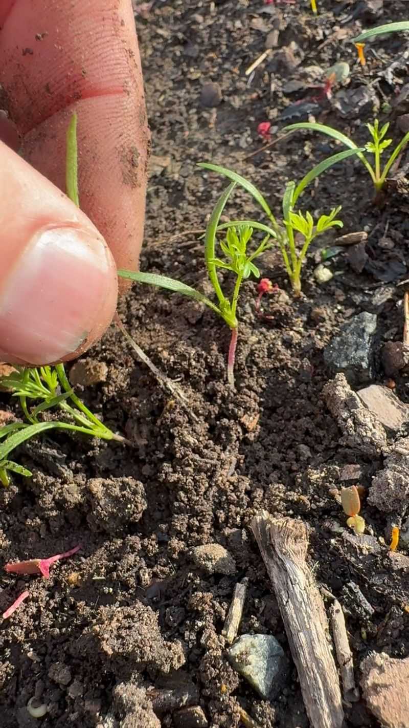 Master the Art of Seed Spacing