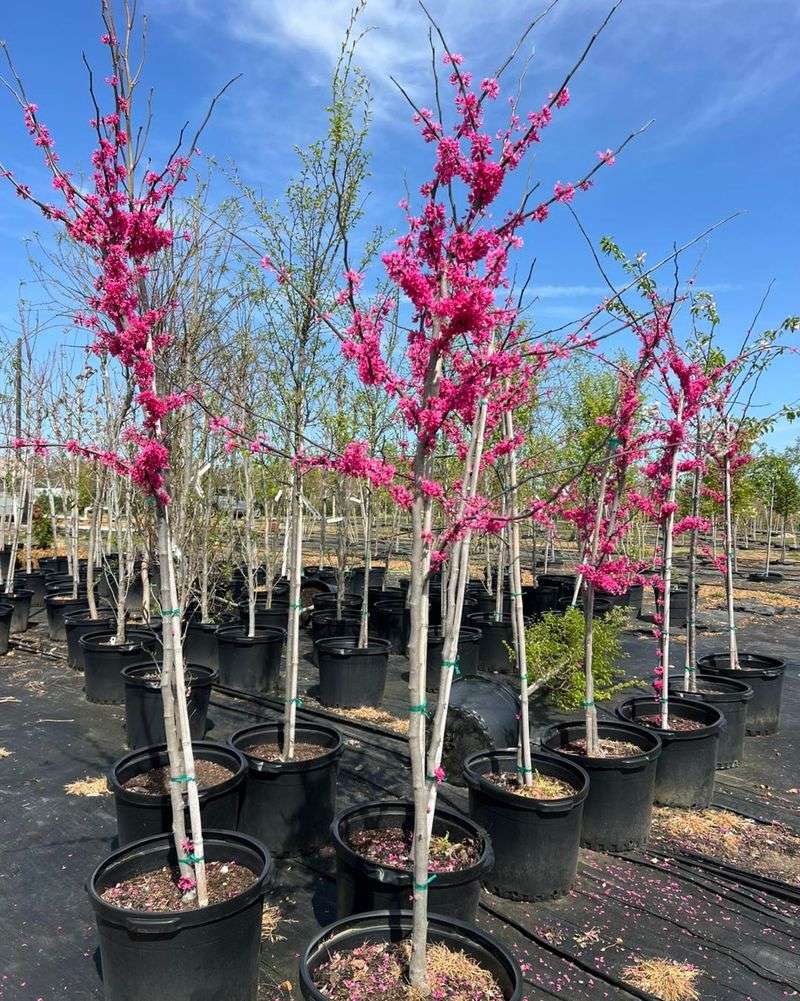 Container Growing