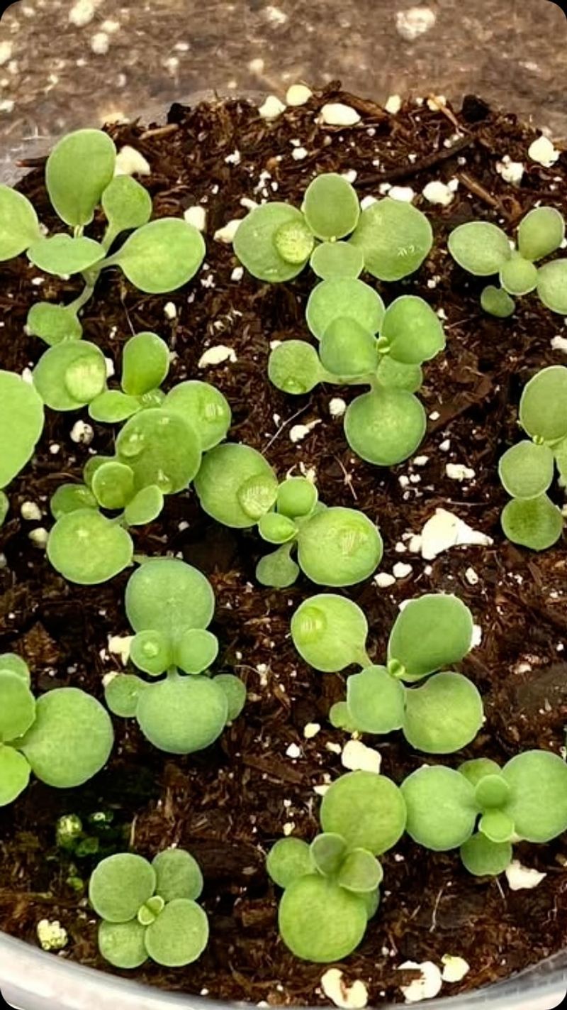 Sedum