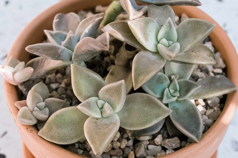 Graptopetalum
