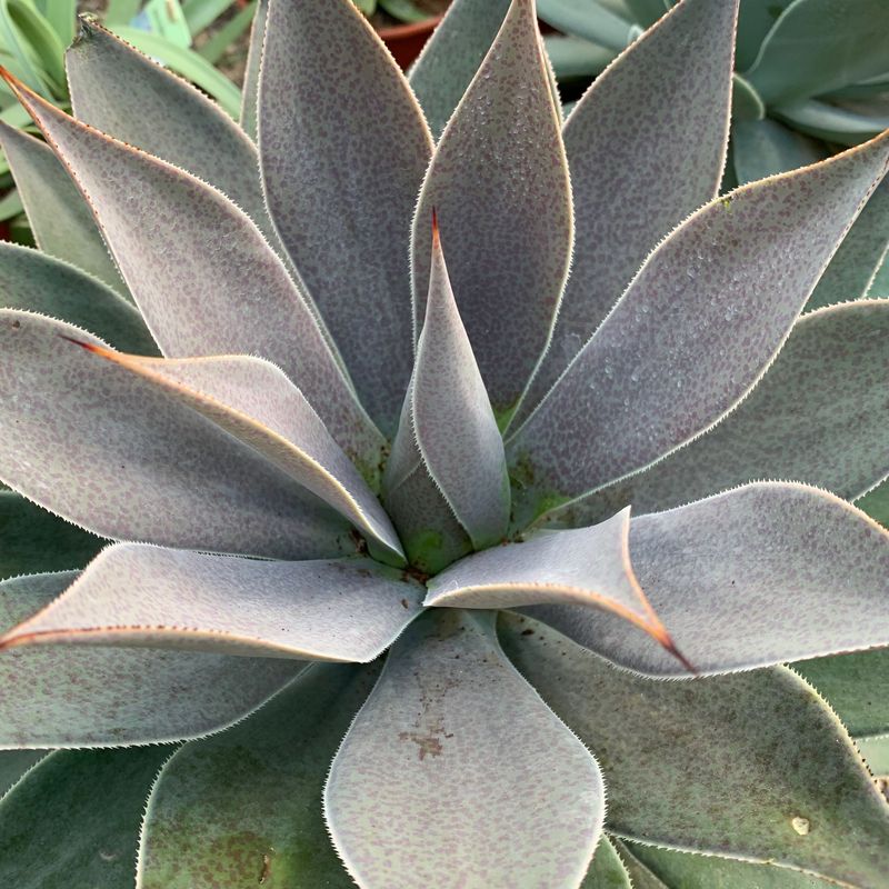 Mangave 'Lavender Lady'