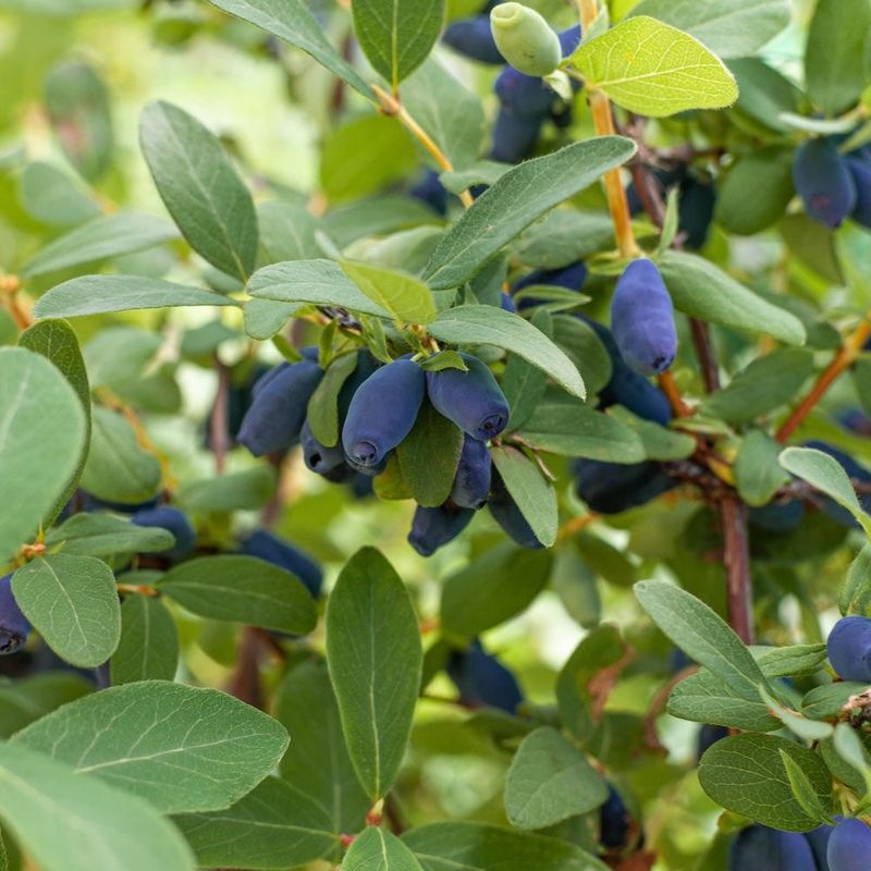 Honeyberries: The Early Birds