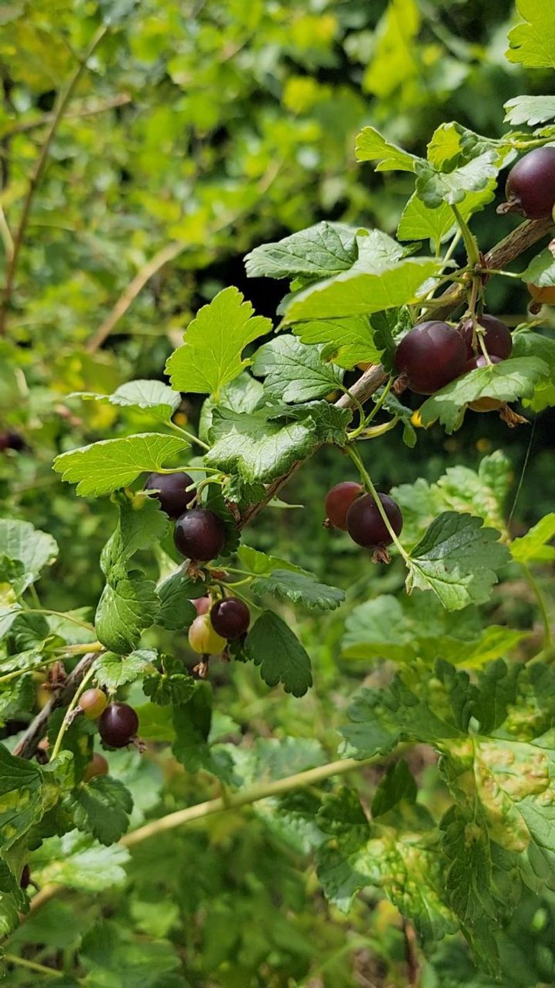 Jostaberries