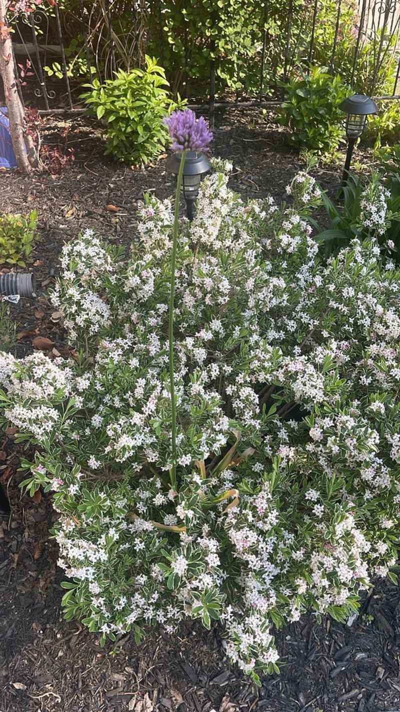 Daphne 'Carol Mackie'