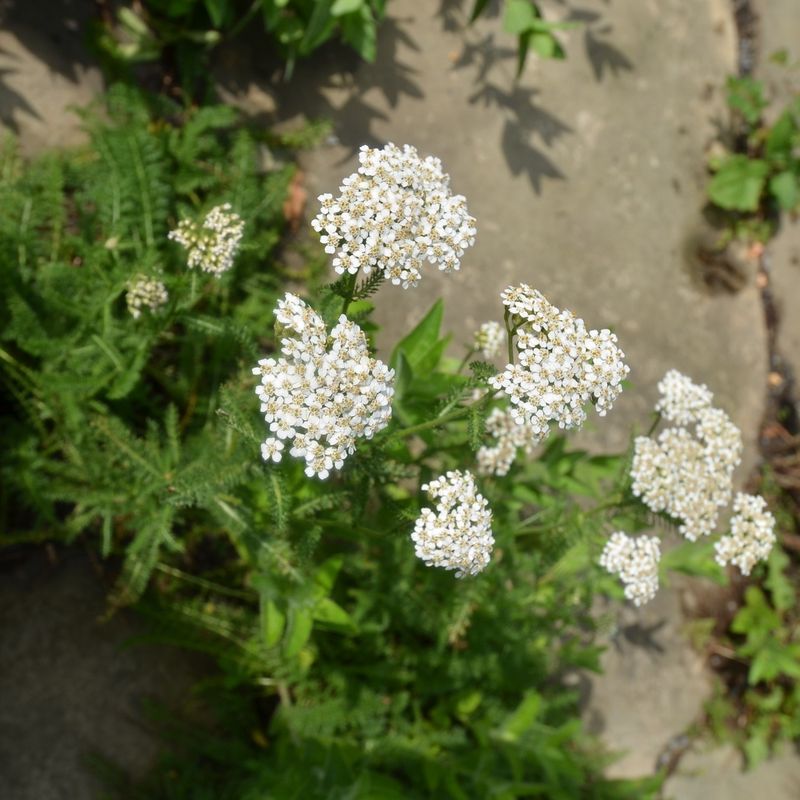 Common Yarrow