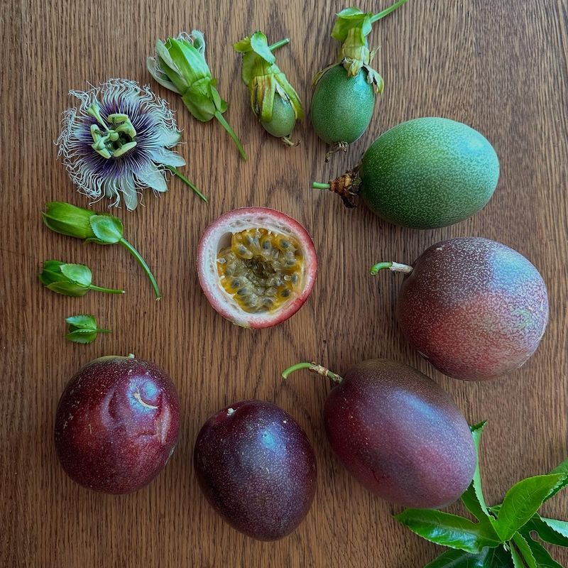 Passionflower Fruit