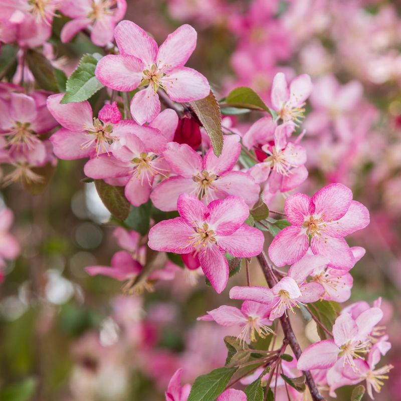 Crabapple