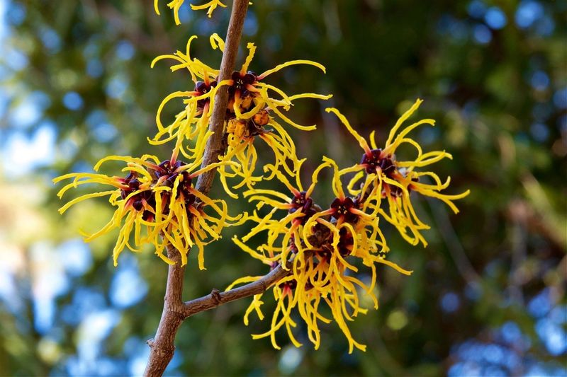 Witch Hazel