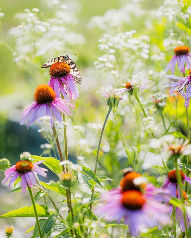 Purple Coneflower (Echinacea purpurea)