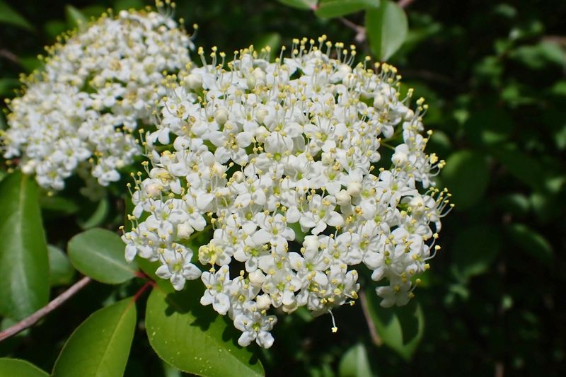 Viburnum: Versatile Boundary Maker