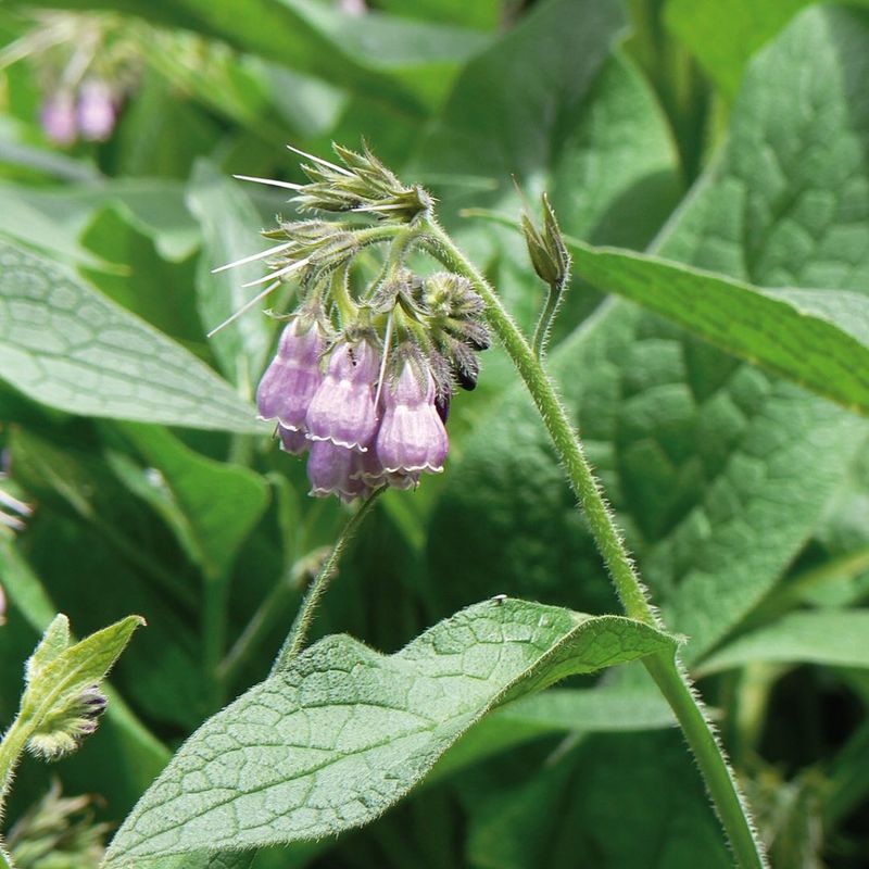 BETTER OPTION: Apple Trees and Comfrey Plants