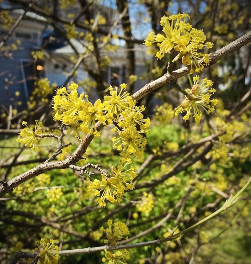 Cornelian Cherry Trees