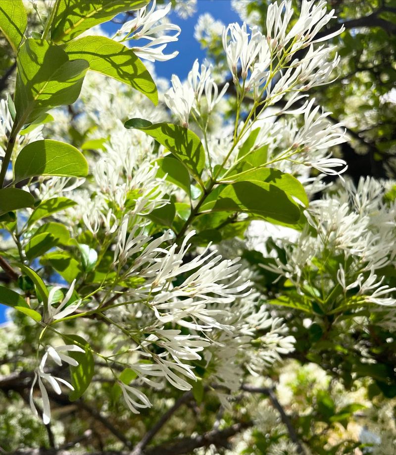 Fringe Tree