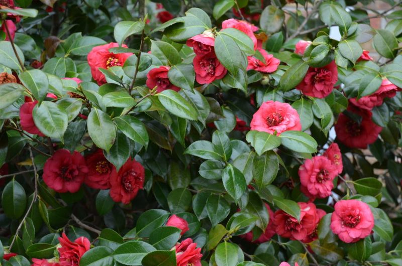 Flowering Camellias For Winter Interest