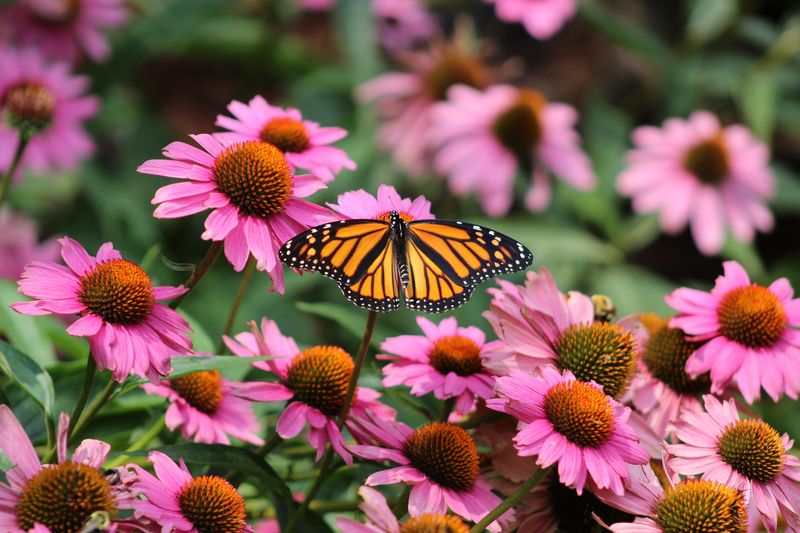 Pollinator Paradise Planters