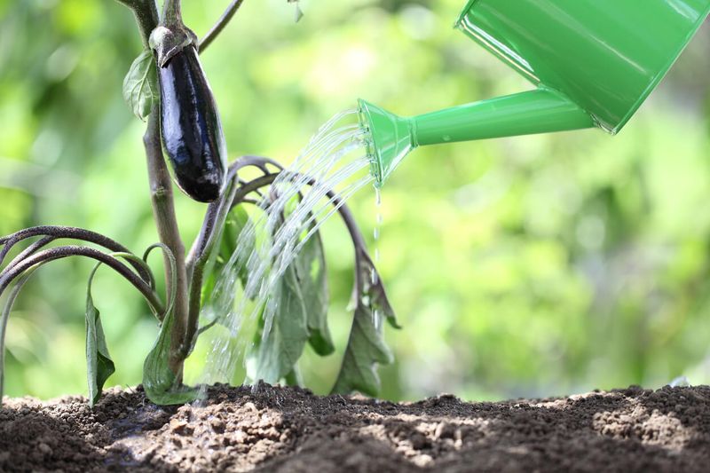 Cold, Wet Soil